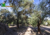 Chalet independiente con terreno en venta en la España, Talará, ref: TR389573 foto