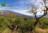 Chalet independiente con terreno en venta en la España, Talará, ref: TR389573 foto