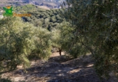 Chalet independiente con terreno en venta en la España, Talará, ref: TR389573 foto