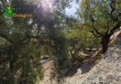 Chalet independiente con terreno en venta en la España, Talará, ref: TR389573 foto