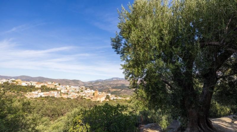 Granada - Talará - 15000m2