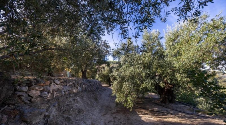 Granada - Talará - 15000m2