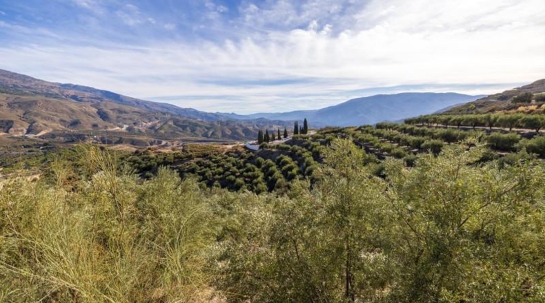 Granada - Talará - 15000m2