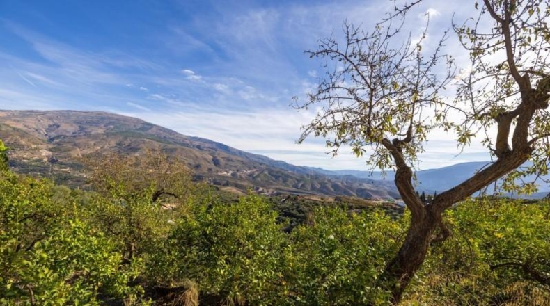 Granada - Talará - 15000m2