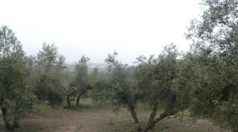 Granada - Peligros - 11000m2