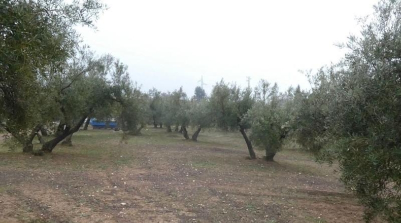 Granada - Peligros - 11000m2
