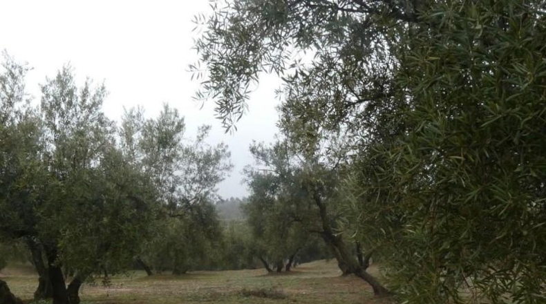 Granada - Peligros - 11000m2