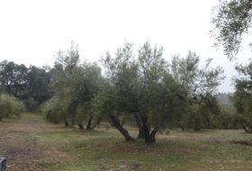 Foto 20