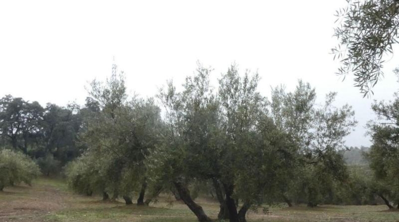 Granada - Peligros - 11000m2