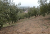Terreno no urbanizable en venta en la España, Peligros, ref: TR396212 foto