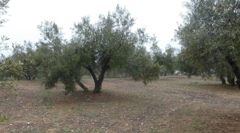 Granada - Peligros - 11000m2