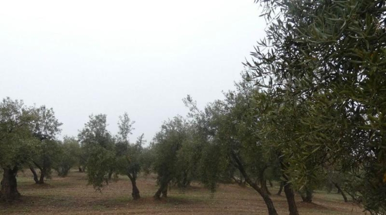 Granada - Peligros - 11000m2