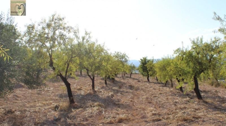Alicante - Ibi - 18400m2