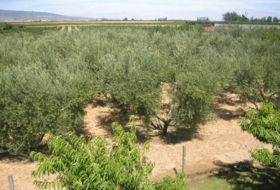 Corella 4500&nbsp;м²