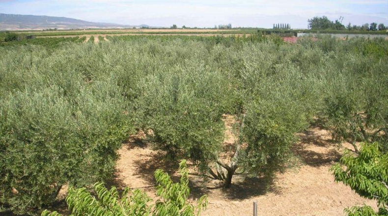 Navarra - Corella - 4500m2