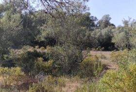 Algaida 5000&nbsp;м²