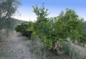 Xalet independent amb terreny en venda a la España, Cozvíjar, ref.: TR238407 foto