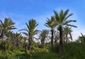Casa de pueblo en venta en la España, Guardamar del Segura, ref: TR398759 foto