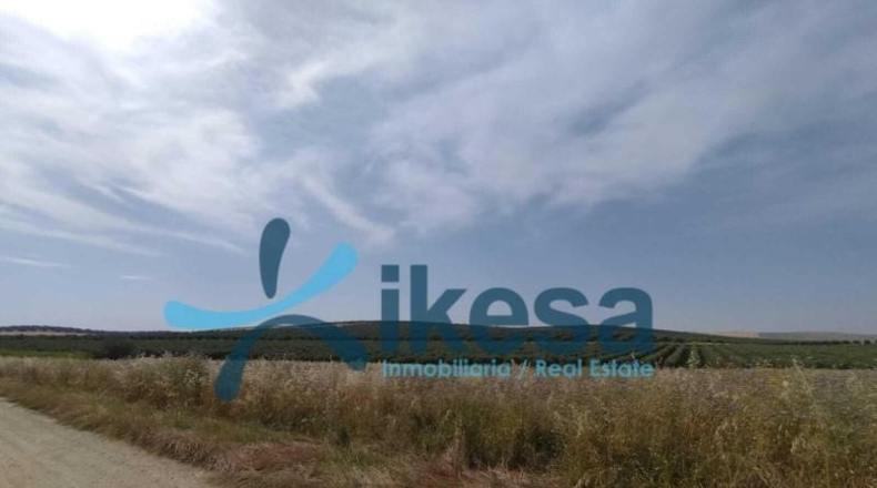 Córdoba - El Carpio - 61132m2