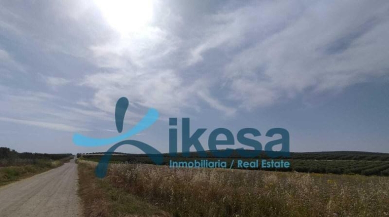 Córdoba - El Carpio - 61132m2