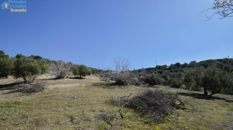 Granada - Granada - 31700m2