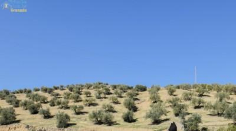 Granada - Granada - 31700m2