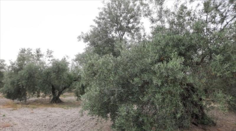 Córdoba - Lucena - 26000m2