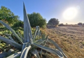 Chalet independiente con terreno en venta en la España, Chiclana de la Frontera, ref: TR410256 foto