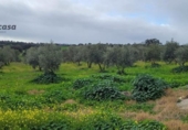 Xalet independent amb terreny en venda a la España, El Viso, ref.: TR155783 foto