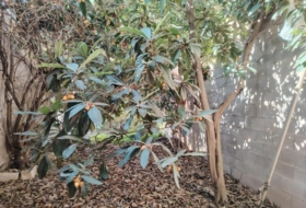 Foto 10