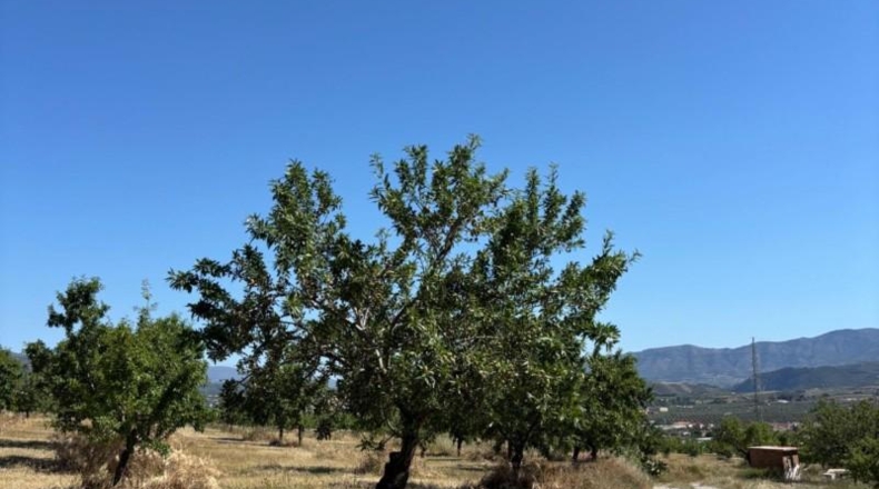 Granada - Padul - 24615m2