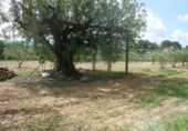 Terreno no urbanizable en venta en la España, Ontinyent, ref: TR113794 foto