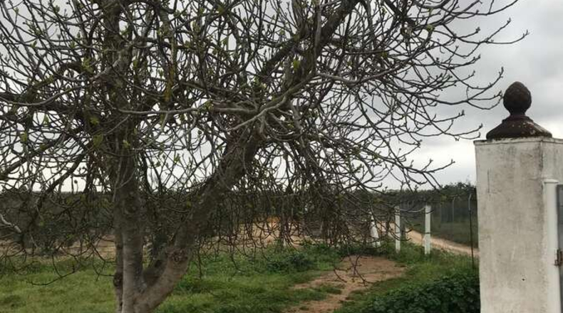 Huelva - Almonte - 10000m2