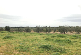 Almonte 10000&nbsp;m²
