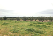 Xalet independent amb terreny en venda a la España, Almonte, ref.: TR404763 foto