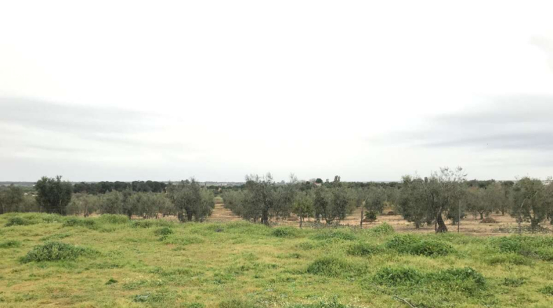Huelva - Almonte - 10000m2