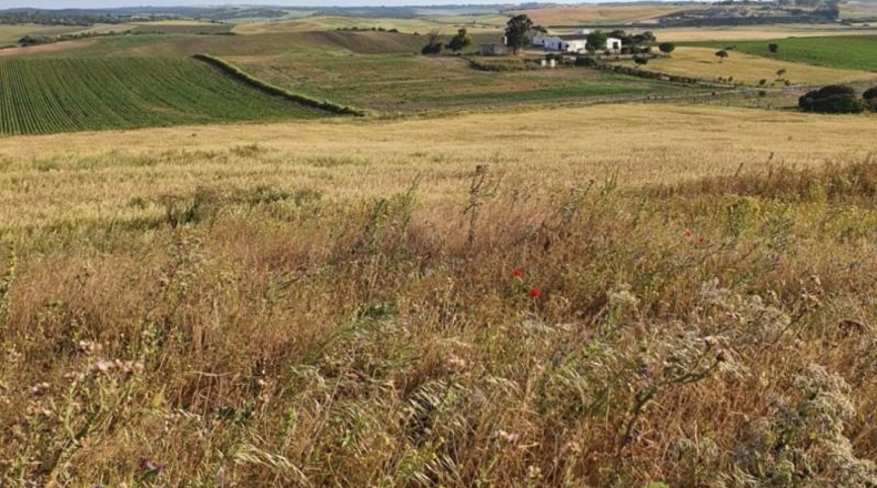 Cadiz - Medina Sidonia - 62500m2