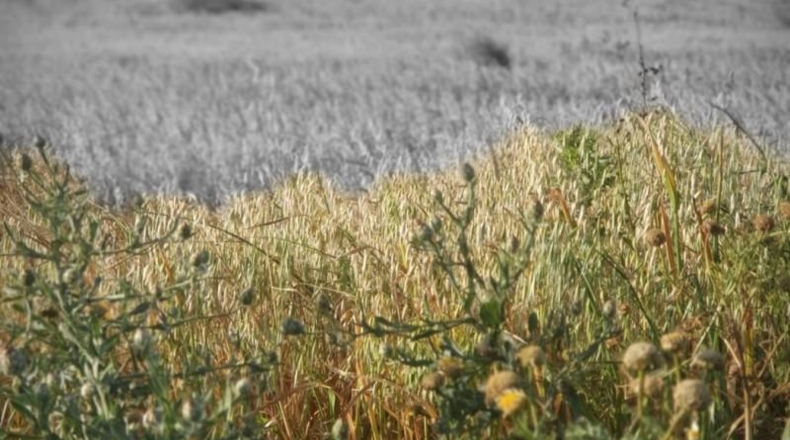 Cadiz - Medina Sidonia - 62500m2