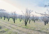 Terreno no urbanizable en venta en la España, Pinos Genil, ref: TR404377 foto