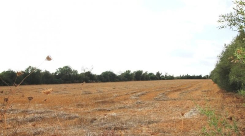 Balearic Islands - Felanitx - 15000m2