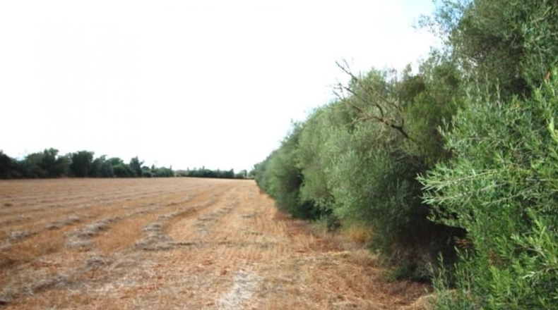 Balearic Islands - Felanitx - 15000m2
