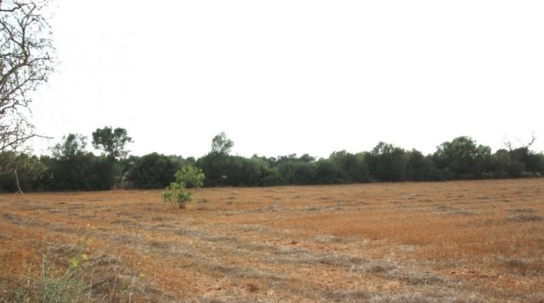 Balearic Islands - Felanitx - 15000m2