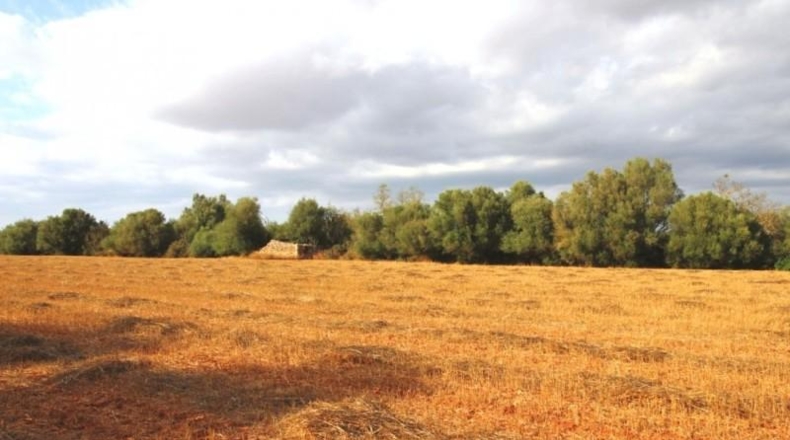 Balearic Islands - Felanitx - 15000m2