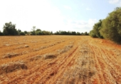 Terreno no urbanizable en venta en la España, Felanitx, ref: TR115402 foto