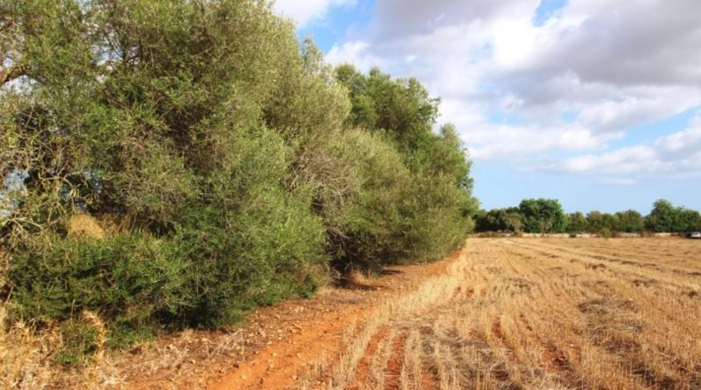 Balearic Islands - Felanitx - 15000m2