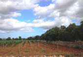 Terreno no urbanizable en venta en la España, Felanitx, ref: TR115402 foto