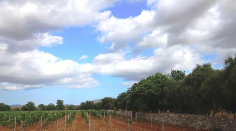 Balearic Islands - Felanitx - 15000m2