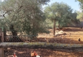 Chalet independiente con terreno en venta en la España, Amposta, ref: TR391661 foto