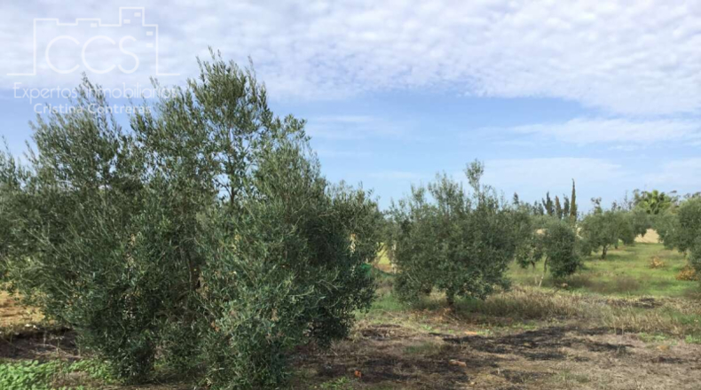 Huelva - Almonte - 3236m2