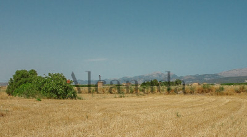 Islas Baleares - Muro - 11809m2